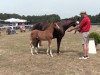 stallion Pinocchio's Prince (German Riding Pony, 2017, from Pinocchio S.w.)