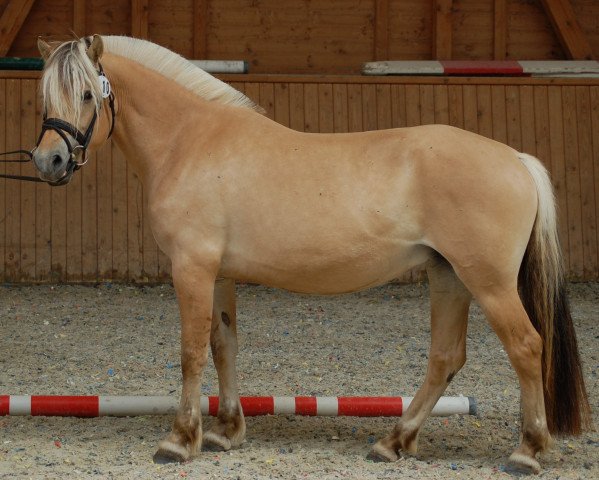 horse Heidi d'Ober (Fjord Horse, 2017, from Torsetblakken)