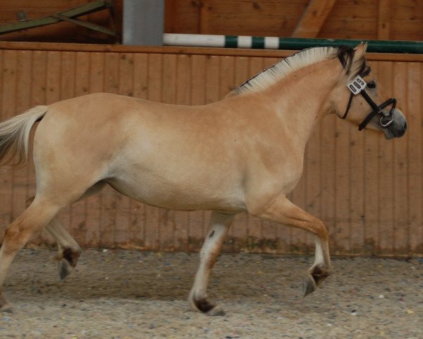 broodmare Onawa (Fjord Horse, 2017, from Silvio Skjöldson)