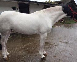 horse Bushbach Molly (Welsh Partbred, 2013, from G W Ballinsloe)