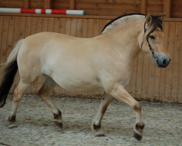 Pferd Hilde (Fjordpferd, 2017, von Dylan)