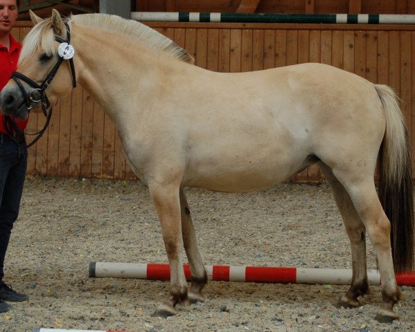 horse Malise (Fjord Horse, 2017, from Maurids)