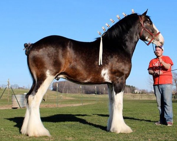 stallion Willow Way Nash (Clydesdale, 2013, from Willow Way Horton)