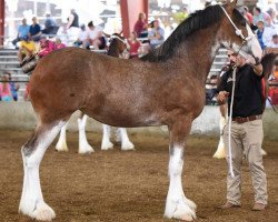 broodmare Briarwood Nash's Blue Bird (Clydesdale, 2017, from Willow Way Nash)