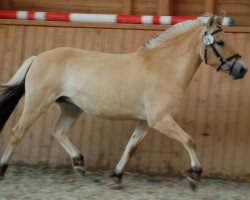 horse La Karina (Fjord Horse, 2017, from Njord Halsnæs)