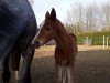 broodmare Dadiva de Darco (Zangersheide riding horse, 2018, from Darco For Fun Z)