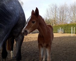 jumper Dadiva de Darco (Zangersheide Reitpferd, 2018, from Darco For Fun Z)