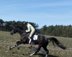 broodmare Fiona Bhair (Austrian Warmblood, 2004, from Ahorn)