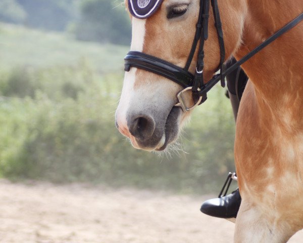 horse Ellen van de Veldwijk (KWPN (Royal Dutch Sporthorse), 2004, from Allacher)