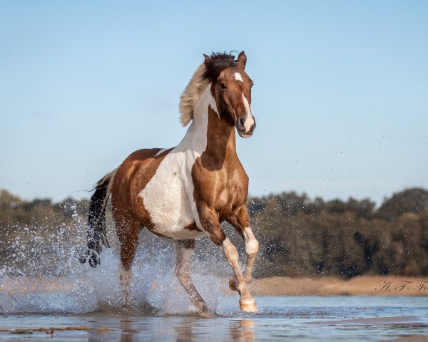broodmare Aiyana (German Riding Pony, 2012, from Munser)