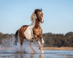 Zuchtstute Aiyana (Deutsches Reitpony, 2012, von Munser)