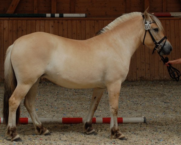 Zuchtstute Jolanka (Fjordpferd, 2017, von Damar)