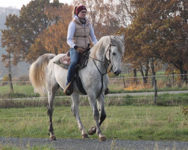Pferd Winston (Gazal XXII-4) (Shagya-Araber, 2015)