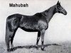 Zuchtstute Mahubah xx (Englisches Vollblut, 1910, von Rock Sand xx)