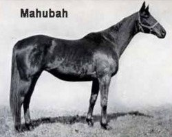 broodmare Mahubah xx (Thoroughbred, 1910, from Rock Sand xx)