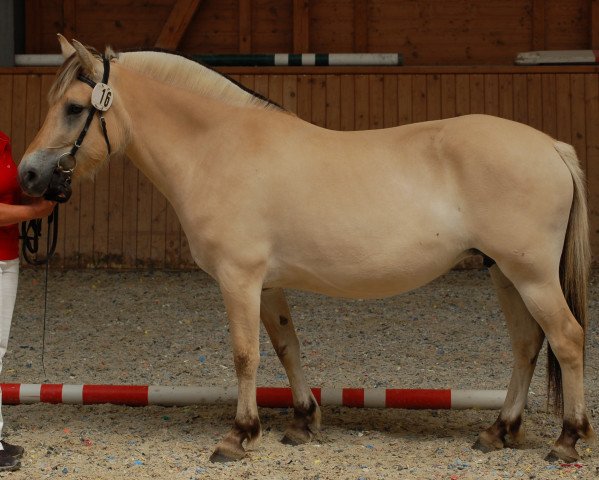 Zuchtstute Riblakka H (Fjordpferd, 2016, von Harvard)