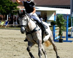 Springpferd Hope of Destiny (Zweibrücker, 2011, von Hope of Heaven)