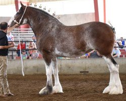 broodmare Briarwood's Miss Ginger (Clydesdale, 2014, from Coughlin's Duke)