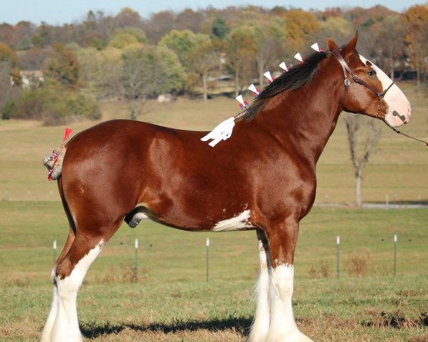 stallion Ozark's Royal Distorted Motion (Clydesdale, 2014, from Gregglea HC Pilot)