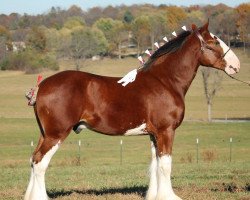 stallion Ozark's Royal Distorted Motion (Clydesdale, 2014, from Gregglea HC Pilot)