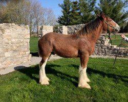 stallion Brelee Oscar (Clydesdale, 2018, from Ozark's Royal Distorted Motion)