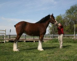 Zuchtstute S B H Mandalay Lady (Clydesdale, 2007, von Westerdale Drake)