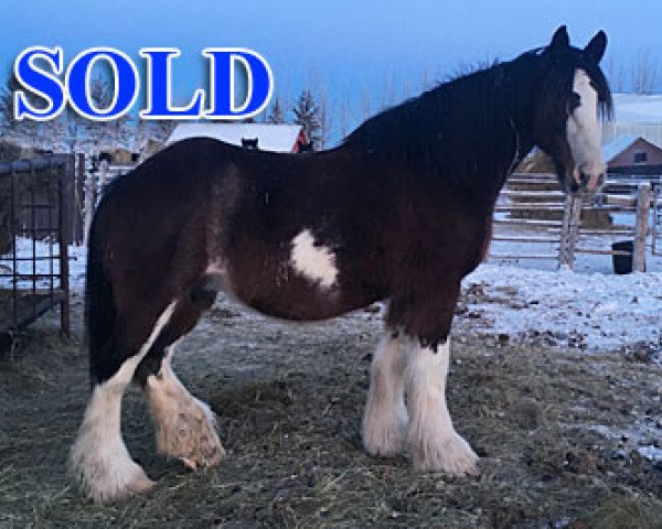 broodmare Hill Topper Bonnie (Clydesdale, 2004, from Donegal Joe Nine Lives)