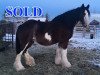 Zuchtstute Hill Topper Bonnie (Clydesdale, 2004, von Donegal Joe Nine Lives)