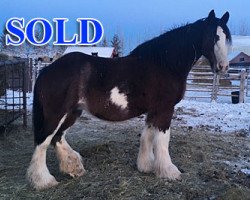 Zuchtstute Hill Topper Bonnie (Clydesdale, 2004, von Donegal Joe Nine Lives)