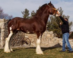 stallion Willow Way Lennox (Clydesdale, 2011, from Willow Way Bacardi)