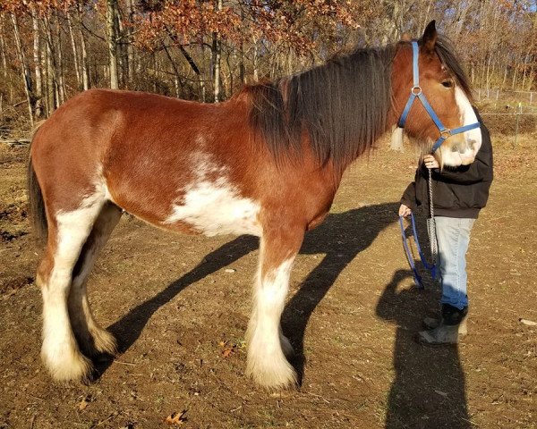 Deckhengst Brelee Normandy (Clydesdale, 2017, von Willow Way Lennox)