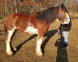 Deckhengst Brelee Normandy (Clydesdale, 2017, von Willow Way Lennox)