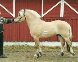 stallion Kollistaen N.2667 (Fjord Horse, 1998, from Fjølestaen N.2681)