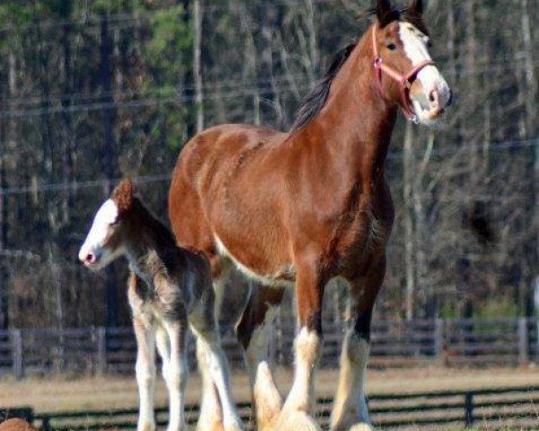 Zuchtstute Lynway Manor Orma May (Clydesdale, 2005, von Green Leaf Royal Flush)