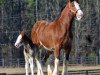 Zuchtstute Lynway Manor Orma May (Clydesdale, 2005, von Green Leaf Royal Flush)