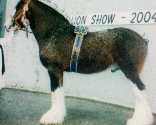 Deckhengst Hillmoor Tom's Choice (Clydesdale,  , von Collessie Cut Above)