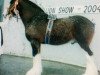 stallion Hillmoor Tom's Choice (Clydesdale,  , from Collessie Cut Above)