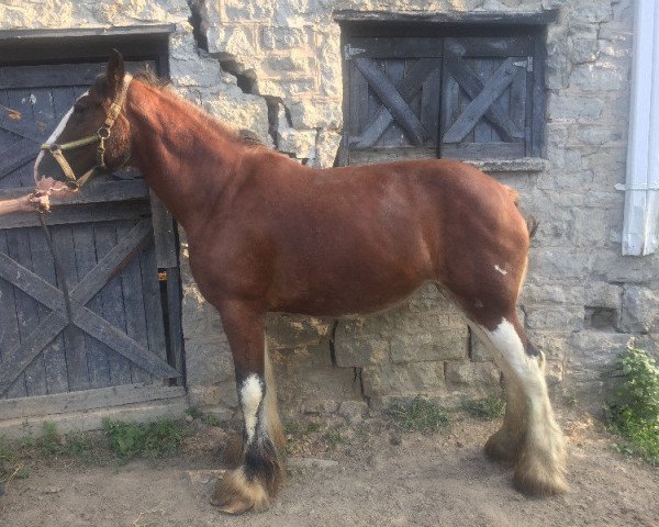 broodmare Brelee Miracle (Clydesdale, 2016, from Brelee Majestic Frisky Freddy)