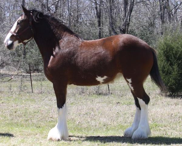 Zuchtstute Maplewood Gypsy Rose (Clydesdale, 2009, von Cristal's Moses)