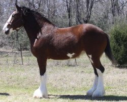 broodmare Maplewood Gypsy Rose (Clydesdale, 2009, from Cristal's Moses)