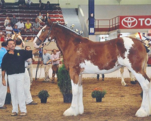 Zuchtstute Brelee Lady Gaga (Clydesdale, 2010, von 2S Grandeur's Sir Garrett)