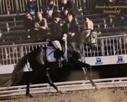 dressage horse Sietlands Quizmaster (German Riding Pony, 2015, from Quaterback)