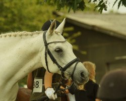 Dressurpferd Gambler 62 (Deutsches Reitpony, 2007, von FS Golden Highlight)