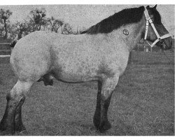 stallion Komet von Janisroda Th 594 (Saxon-Thuringian Draughthorse, 1932, from Gaulois du Monceau 888)