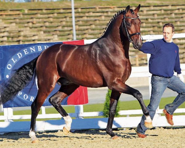 dressage horse Quinzanos (Oldenburg, 2009, from Quaterback)