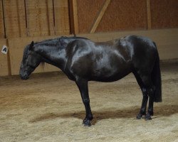 broodmare ASAHARA K - Cartujana (Pura Raza Espanola (PRE), 2013, from Heretero - Cartujano)