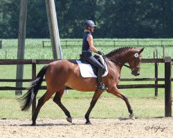 Springpferd FBW Kasalida G (Deutsches Sportpferd, 2016, von Casalido)