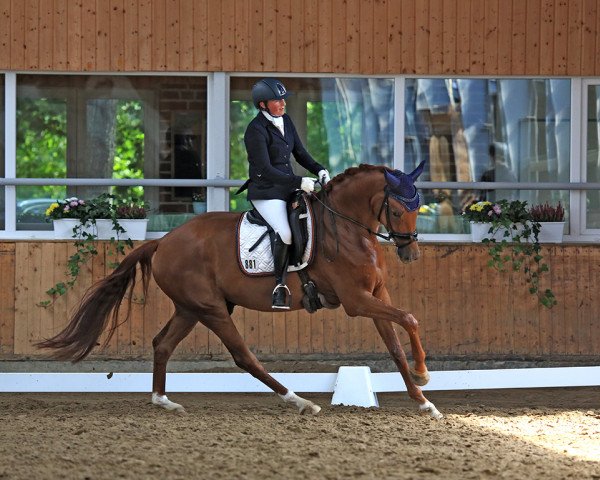 dressage horse Feiner Flori (Oldenburg, 2015, from Fuechtels Floriscount OLD)