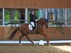 dressage horse Feiner Flori (Oldenburg, 2015, from Fuechtels Floriscount OLD)