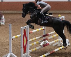 dressage horse Prinz Elvis 3 (German Warmblood, 2004, from Prinsenhof's Dino)